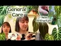Anthurium Care 101 Tips Tricks How To Keep Them Happy