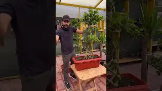 ما هو سبب تساقط أوراق البونساي تابع الفيديو وبعدها مستحيل تموت عندك دندنها