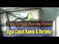 Download Lagu Cara Ternak Burung Parkit Agar Cepat Kawin dan Bertelur