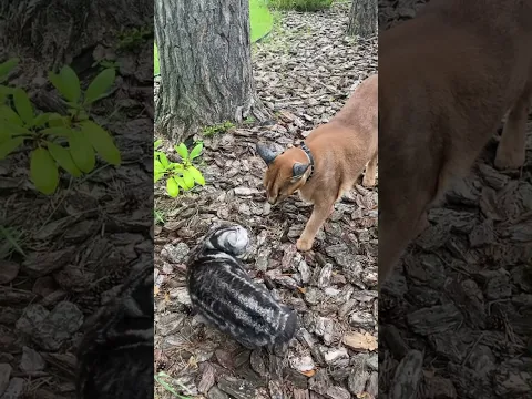 Neighbour’s cat was terrified