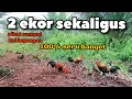 Download Lagu 2 ekor sekaligus mengelilingin pikat-pikat sampai bingung
