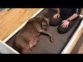 Birth of 14 Cane Corso puppies