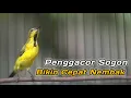 Download Lagu PANCINGAN SOGON NGRIWIK INI PALING CEPAT BIKIN SEMUA SOGON LANGSUNG RESPON‼️AUTO IKUT NGALAS GACOR MP3