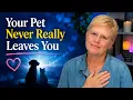 Do Pets Reincarnate And Where Are They While They Wait Adventures Visits More