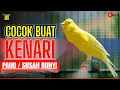 KENARI JUARA LANGSUNG RESPON DENGAR SUARA KENARI GACOR PANJANG #kenarijuara #canary #kicaumania