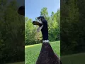 Download Lagu Duck Was Trying to Eat Fish 🐟 : 🦆 #shorts #duck #short