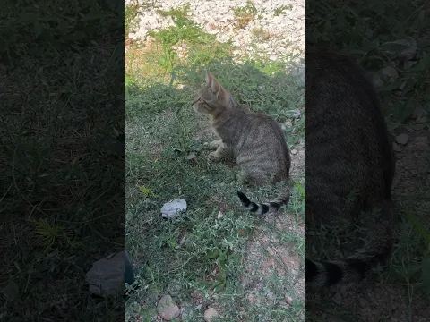 Cat NO1
