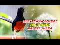 🔴 LIVE 15 - Masteran Murai Batu Pagi Hari Full Materi Juara Cocok buat Murai trotol belajar bunyi