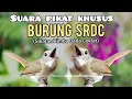 Download Lagu Suara Pikat Burung Sikatan Rimba Dada Coklat Betina Ribut(SRDC)