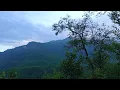 natural morning scene with birds sound | Bird sound |Nature|Morning nature sound |senary |