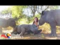Watch This Baby Rhino Fall In love With Her Rescuer s Cat The Dodo Heroes