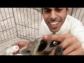 Raccoons MAJESTY - KW