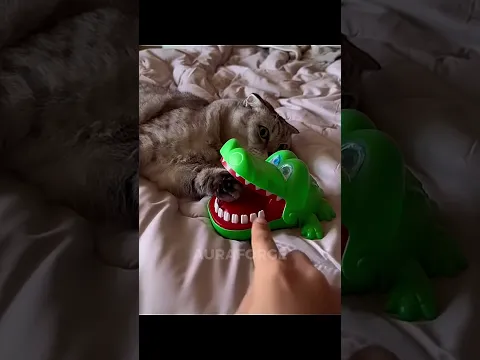 Cats Are Bad Hunters