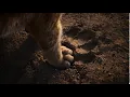 Download Lagu Disney 'The Lion King' - Nestlé Breakfast Cereals Promotion