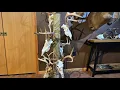 DIY European Mount Display For Your Whitetail Deer