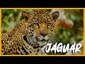 Download Lagu JAGUAR | Mini Documental