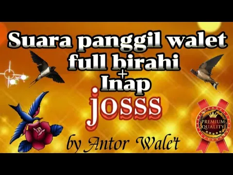 Download MP3 Suara Walet Original Bersih Plus Jernih