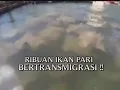Download Lagu VIDEO KEJADIAN NYATA DI DUNIA \