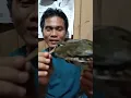 BURUNG SAWAH | BURUNG BURCET ATAU BURUNG BERKIK