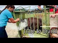 Branding Day A Ranch Tradition