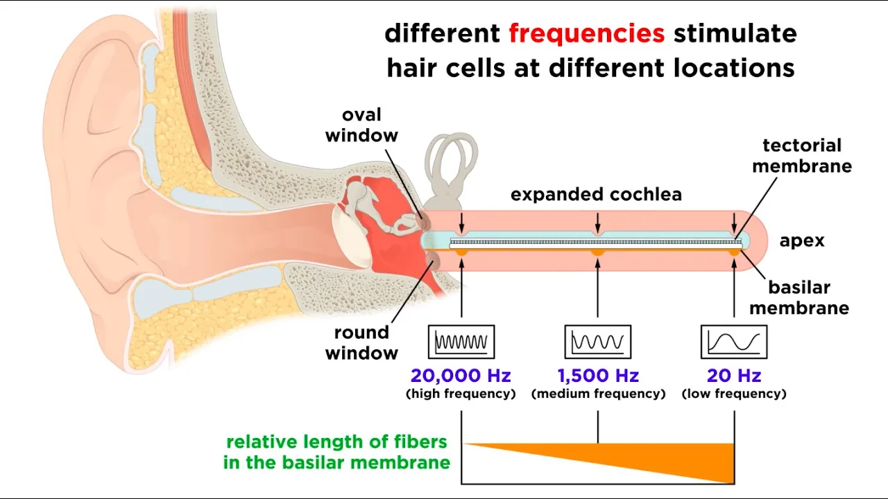 Processing Auditory, Somatosensory, Olfactory, and Gustatory Information