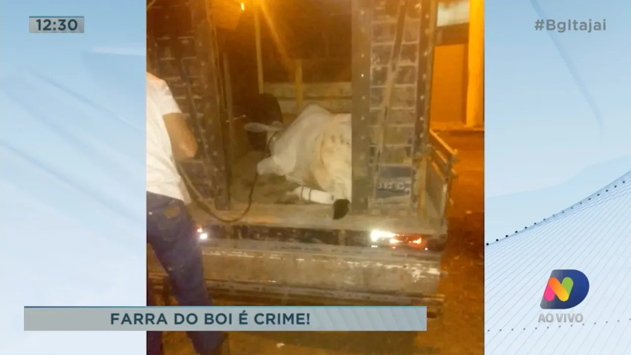 Farra do Boi: quem for pego praticando pode pagar multa de até R$ 10 mil