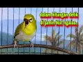 Lagu Suara Burung Pleci Gacor Ngalas,Dalam Hitungan Detik Pleci Bustomi Akan Ikut Ngalas Nembak Gacor