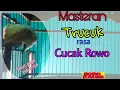 Download Lagu Masteran Trucuk Ropel rasa cucak Rowo