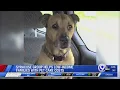 The Kia Foundation Inc helping low-income homeless pet owners make ends meet
