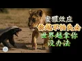 Download Lagu 蜜獾效应｜你越是不怕失去，世界越拿你没办法  |  思维空间 0505 |  2025