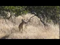 Coyote Barking