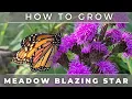 Download Lagu The NUMBER ONE Flower For Attracting Monarch Butterflies