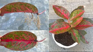 Download How to propagate Aglaonema Rotundum Red by leaves MP3