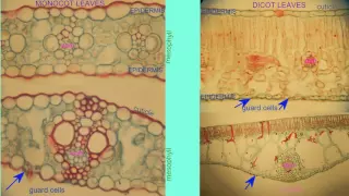MONOCOT DICOT LEAVES COMPARED