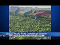Rocky Ford Cantaloupe Season Is Here