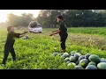 Lagu MUSIM BUAH TEMBIKAI DI TERENGGANU 