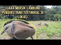 Download Lagu Suara mersik penguku || yang tertinggal di lokasi berhasil kita bawa pulang @simbolonterkukur 🔥🔥