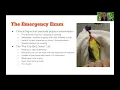 Avian Emergencies What to do when and why - Dr Currie Carothers DVM