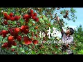 Download Lagu ”Red waxberry  sweet life” - Preserved fruit and sweet wine with waxberry and juiced seafood  sour
