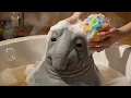 Wash The Snorp