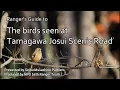 Ranger s Guide to The birds seen at Tamagawa Josui Scenic Road