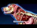 How a Dog s Body Handles Bones