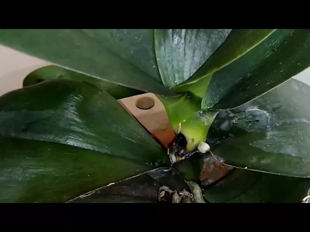 COMO COMBATER: RAIZES APODRECENDO E FOLHAS COM FUNGOS DAS ORQUÍDEAS!! COMO EU COMBATO!!!