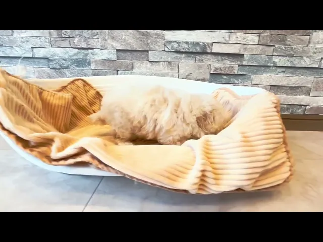 動画