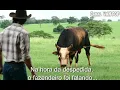 Boi Soberano - Tião Carreiro e Pardinho - com Letra
