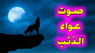 صوت عواء الذئب صوت مخيف وفي نفس الوقت غريب 