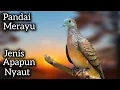 Download Lagu PERKUTUT LOKAL GACOR BERSAHUTAN PALING AMPUH BUAT TERAPI PENGGACORAN. 
