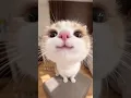Download Lagu 💋Kiss Cat Compilation #cat #kisscat #funnycat