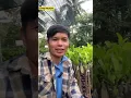 Download Lagu Giao 200c Mít InDo cây siêu đẹp 0796.99.89.41