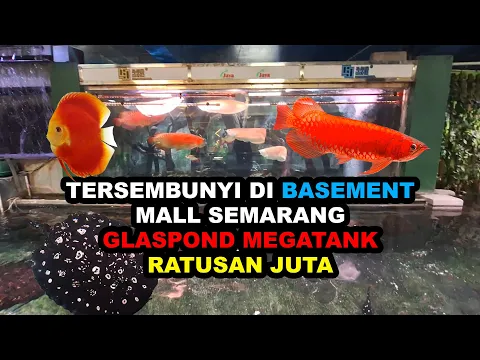 Download MP3 TERSEMBUNYI DI BASEMENT GLASPOND MEGATANK RATUSAN JUTA || ARWANA SR SB KING || AROWANA || DISCUS